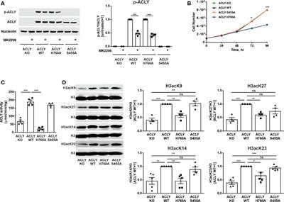 Impact of ATP-citrate lyase catalytic activity and serine 455 phosphorylation on histone acetylation and inflammatory responses in human monocytic THP-1 cells